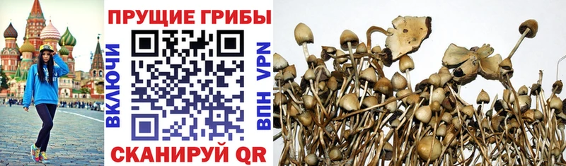 Галлюциногенные грибы Magic Shrooms  где найти   Починок 